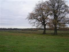 field